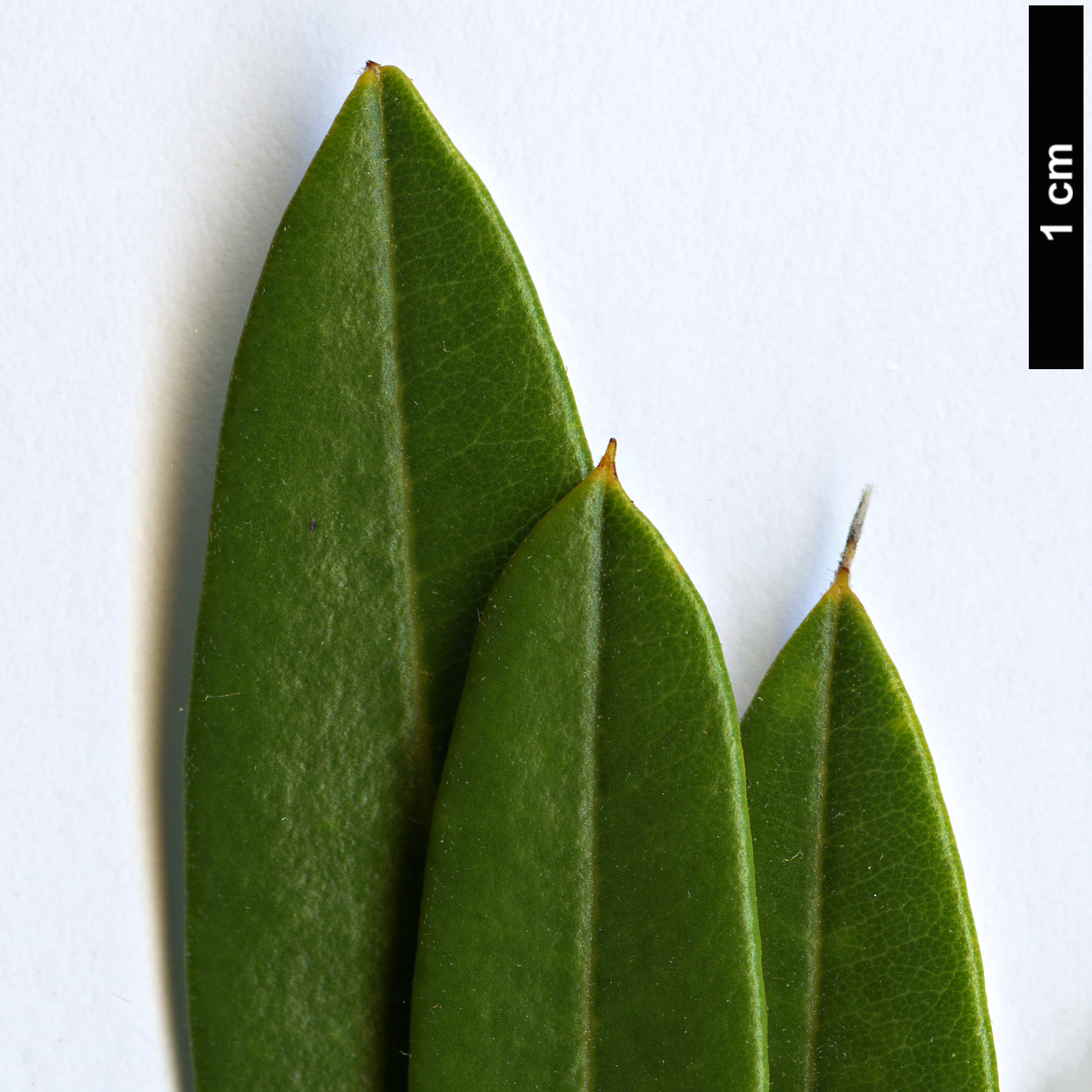 High resolution image: Family: Proteaceae - Genus: Banksia - Taxon: integrifolia - SpeciesSub: subsp. compar